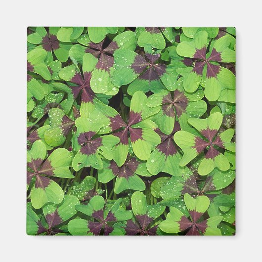 Vierblättriges Kleeblatt, Sorrel, mit Dew Magnet (Vorne)