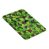 Vierblättriges Kleeblatt, Sorrel, mit Dew Magnet (Rechte Seite)