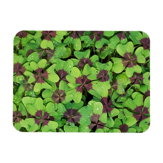 Vierblättriges Kleeblatt, Sorrel, mit Dew Magnet (Horizontal)