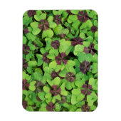 Vierblättriges Kleeblatt, Sorrel, mit Dew Magnet (Vertikal)