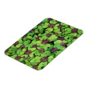 Vierblättriges Kleeblatt, Sorrel, mit Dew Magnet (Linke Seite)