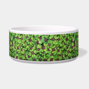 Vierblättriges Kleeblatt, Sorrel, mit Dew Napf