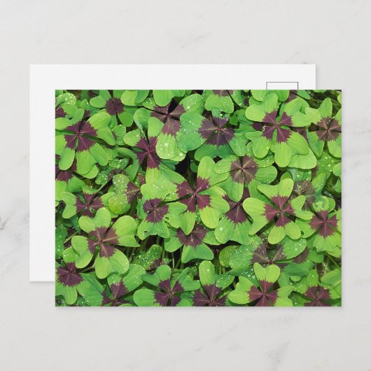 Vierblättriges Kleeblatt, Sorrel, mit Dew Postkarte (Vorne/Hinten)