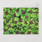 Vierblättriges Kleeblatt, Sorrel, mit Dew Postkarte (Vorderseite)