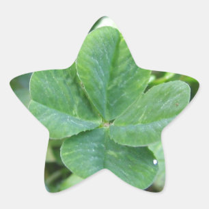 vierblättriges Kleeblatt Stern-Aufkleber