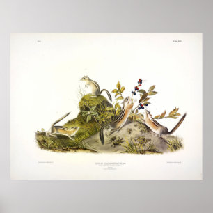 Viergestreiftes Ground Eichhörnchen oder Colorado Poster