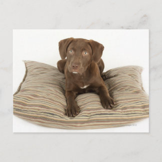 Viermonatiger Schokolade-Labrador Welpe auf Kissen Postkarte