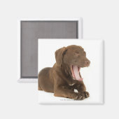 Viermonatiger Schokolade-Labrador Welpengähne Magnet (Vorderseite/Rückseite)