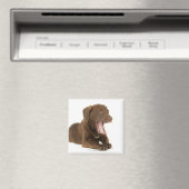 Viermonatiger Schokolade-Labrador Welpengähne Magnet (In Situ (Geschirrspüler))