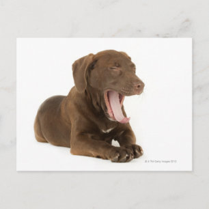 Viermonatiger Schokolade-Labrador Welpengähne Postkarte
