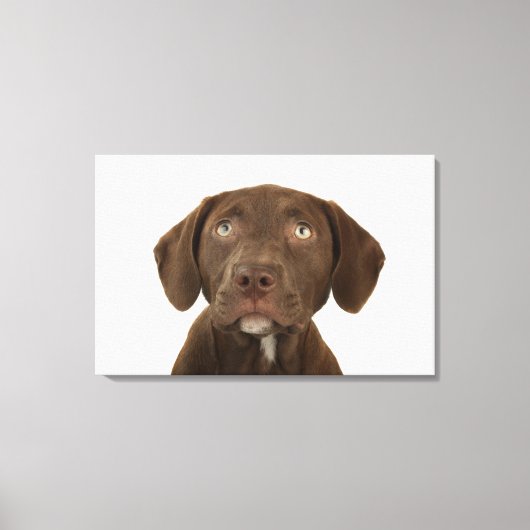 Viermonatiges Puppy-Labrador-Portrait Leinwanddruck (Vorderseite)