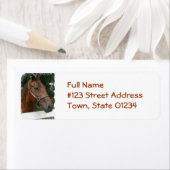 Vierteljahrpferd-Foto-Rücksendeadresse (Insitu)