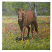 Vierteljahrpferd in Wildblumen Fliese (Vorderseite)