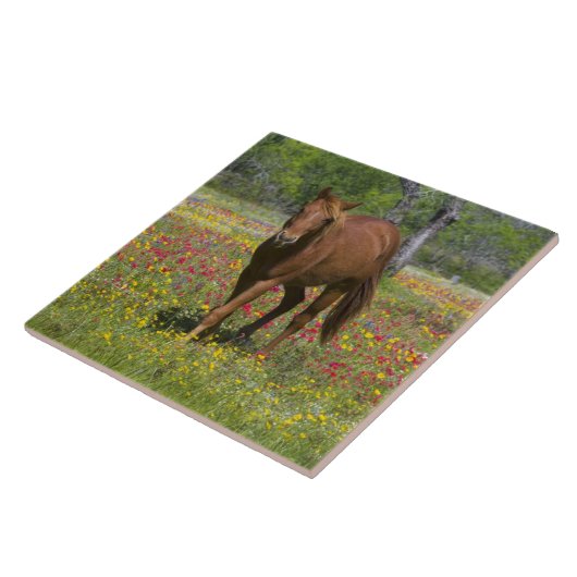 Vierteljahrpferd in Wildblumen Fliese (Seite)