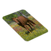 Vierteljahrpferd in Wildblumen Magnet (Rechte Seite)