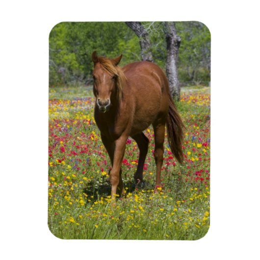 Vierteljahrpferd in Wildblumen Magnet (Vertikal)
