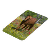 Vierteljahrpferd in Wildblumen Magnet (Linke Seite)