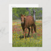 Vierteljahrpferd in Wildblumen Postkarte (Vorne/Hinten)