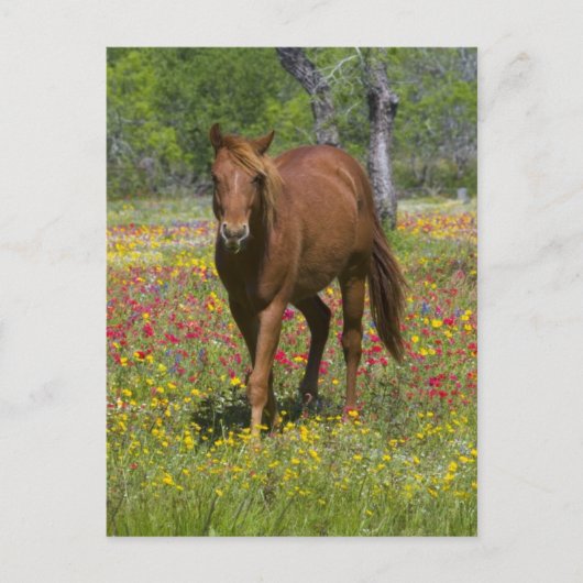 Vierteljahrpferd in Wildblumen Postkarte (Vorderseite)