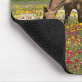 Viertelpferd im Feld der Wildblumen bei Cuero Mousepad (Ecke)