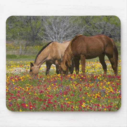 Viertelpferd im Feld der Wildblumen bei Cuero Mousepad (Vorne)