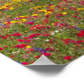 Viertelpferd im Feld der Wildblumen bei Cuero Poster (Ecke)