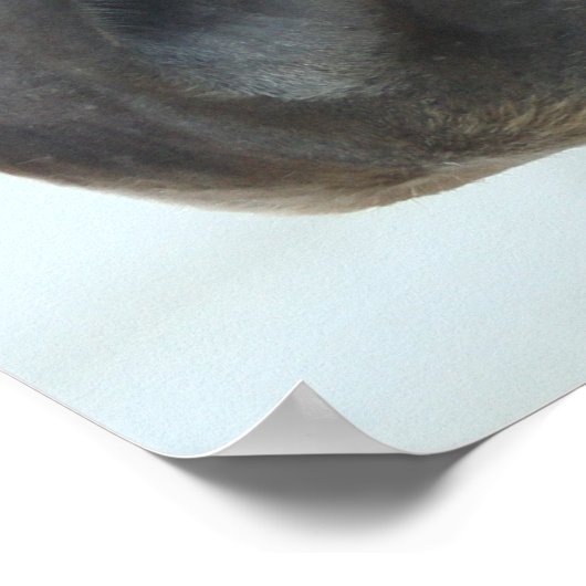 Viertelpferd Poster (Ecke)