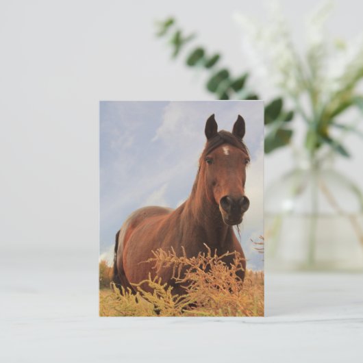 Viertelpferd Postkarte (Stehend Vorderseite)