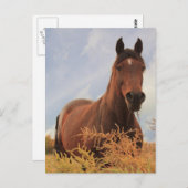 Viertelpferd Postkarte (Vorne/Hinten)