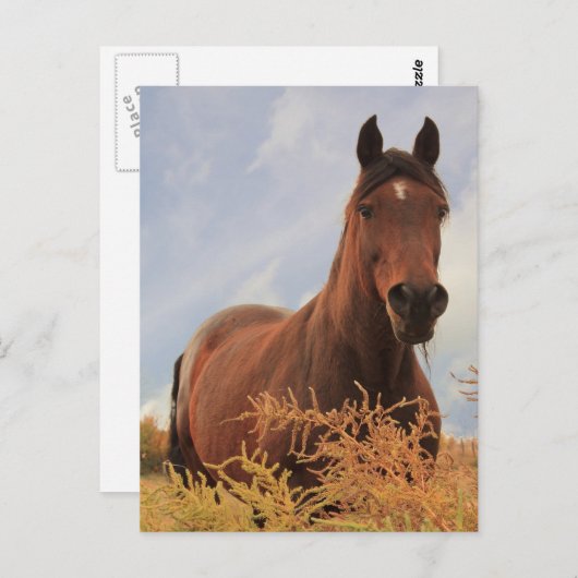 Viertelpferd Postkarte (Vorne/Hinten)