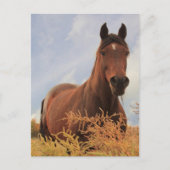 Viertelpferd Postkarte (Vorderseite)