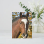 Viertelpferd Postkarte (Stehend Vorderseite)