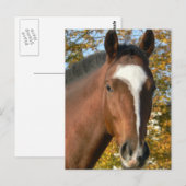 Viertelpferd Postkarte (Vorne/Hinten)