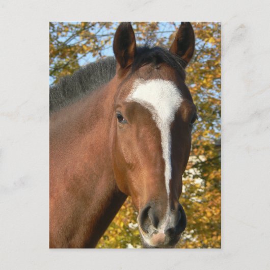 Viertelpferd Postkarte (Vorderseite)