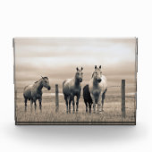 Viertelpferde auf der kanadischen Prärie Fotoblock (Vorderseite)