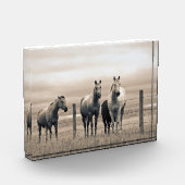 Viertelpferde auf der kanadischen Prärie Fotoblock (Links)