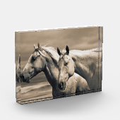 Viertelpferde auf der kanadischen Prärie Fotoblock (Links)