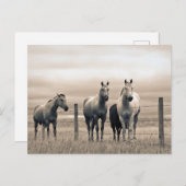 Viertelpferde auf der kanadischen Prärie Postkarte (Vorne/Hinten)