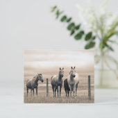 Viertelpferde auf der kanadischen Prärie Postkarte (Stehend Vorderseite)