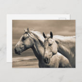 Viertelpferde auf der kanadischen Prärie Postkarte (Vorne/Hinten)