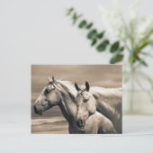 Viertelpferde auf der kanadischen Prärie Postkarte (Stehend Vorderseite)