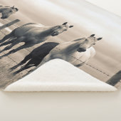 Viertelpferde auf der kanadischen Prärie Sherpadecke (3/4)