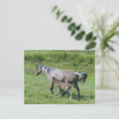 Viertelpferde mit Fohlen an der Seite Postkarte (Stehend Vorderseite)