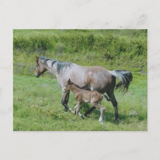 Viertelpferde mit Fohlen an der Seite Postkarte (Vorderseite)
