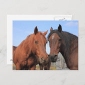 Viertelpferde Postkarte (Vorne/Hinten)