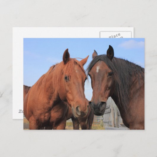 Viertelpferde Postkarte (Vorne/Hinten)