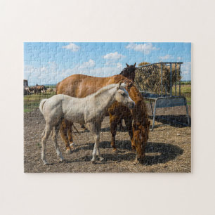 Viertelpferde Texas. Puzzle