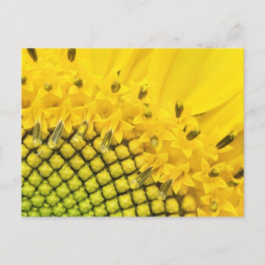 Viertelsonne Postkarte (Vorderseite)