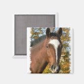 Vierteltes Reitplatz-Button Magnet (Vorderseite/Rückseite)