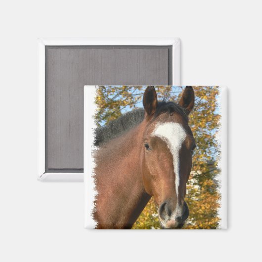 Vierteltes Reitplatz-Button Magnet (Vorderseite/Rückseite)